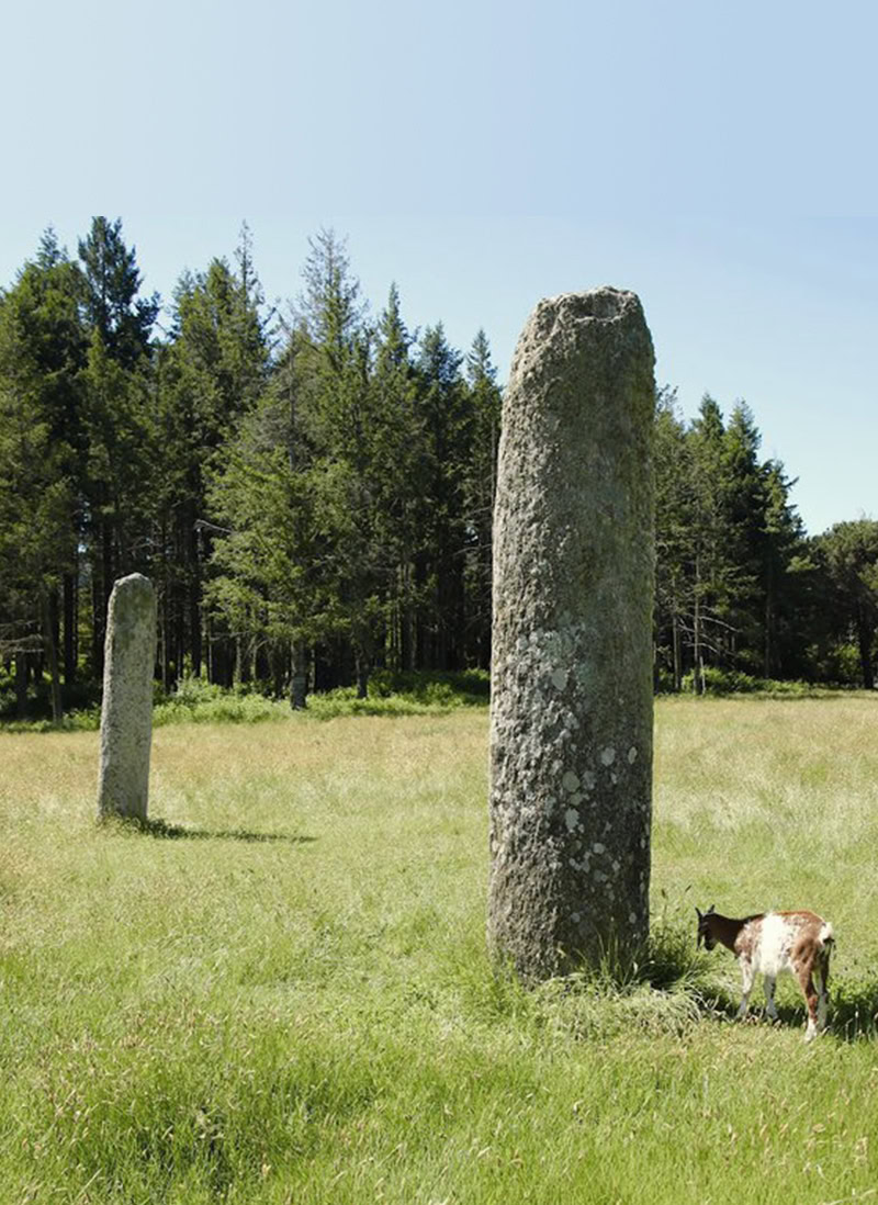 Le plateau des menhirs à découvrir lors d'un séjour à Collobrières