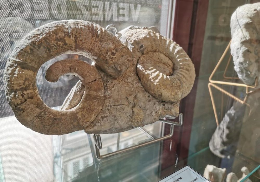 musee-geologique-collobrieres